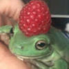 raspberry_frog